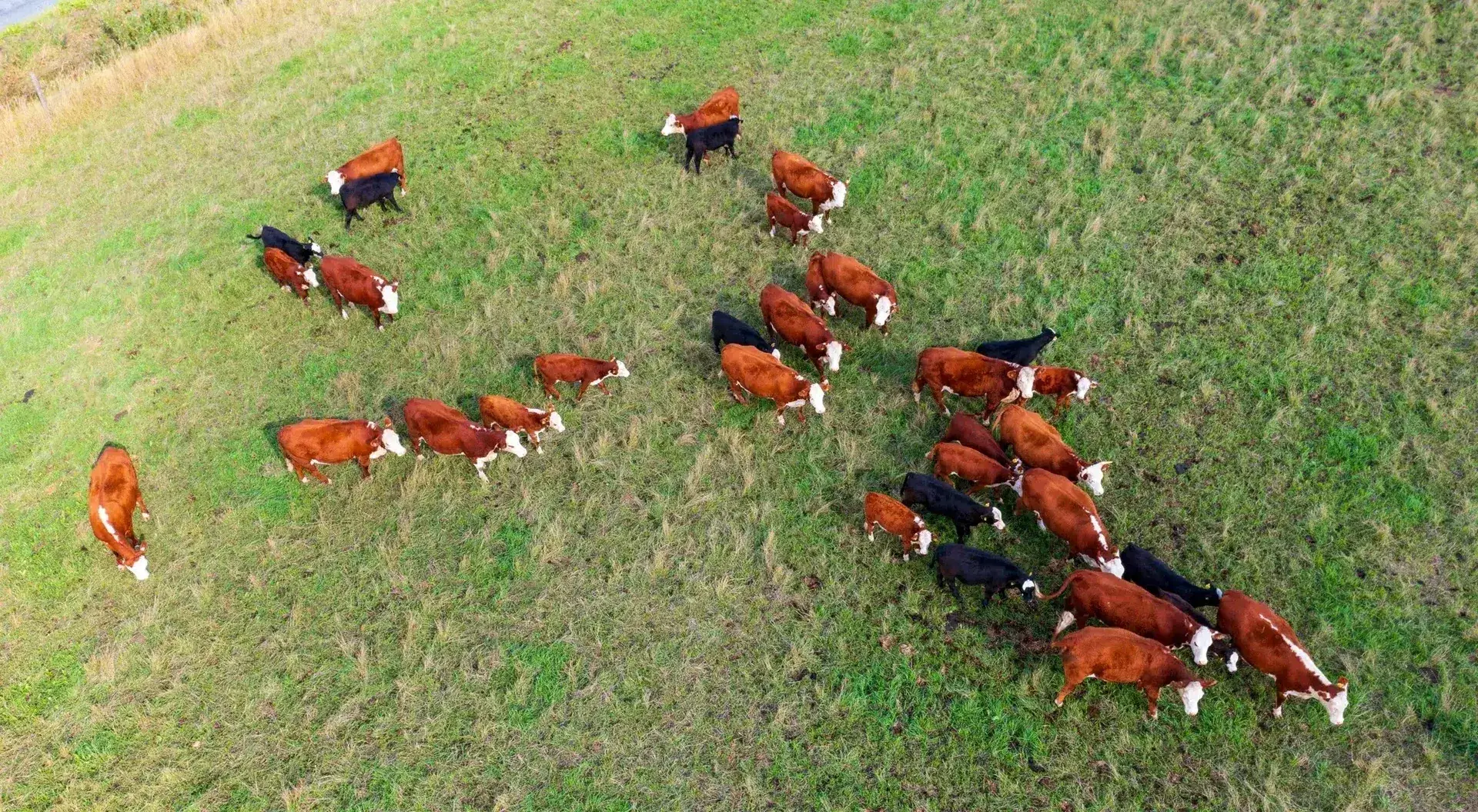 Aerial drone view of a cattle herd on pasture